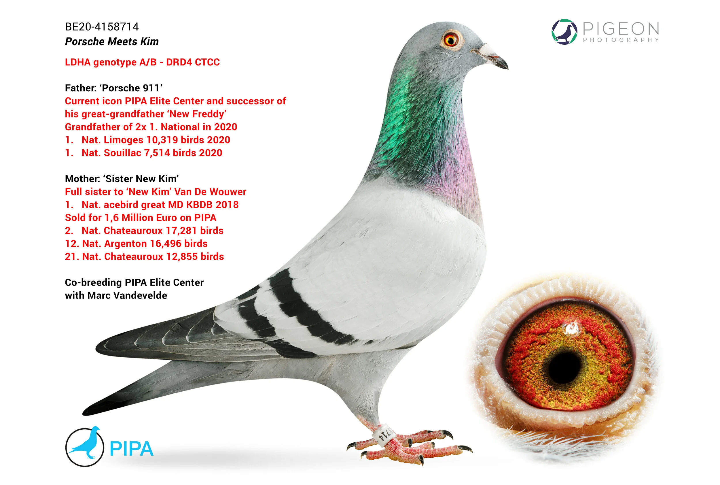 Breeders — Aztec Loft